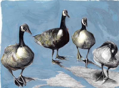 友好的なカナダのガチョウ、2012年（ガッシュと木炭紙） 作： Nancy Moniz Charalambous